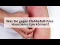 flohbisse u0026 flohstiche erkennen und bekämpfen wie sehen flohbisse aus