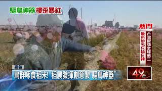 防農作物鳥害！ 稻農自製「驅鳥神器」 意外成打卡熱點