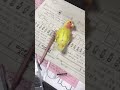 勉強を邪魔する鳥さん コザクラインコ ラブバード ラブバ