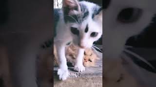 ഞങൾ ചന്ദ്രനിൽ നിന്നും വന്നതാ 😆😆😆 #cat #catlover #catshorts #catcomedyvideo #catcomedyvideos