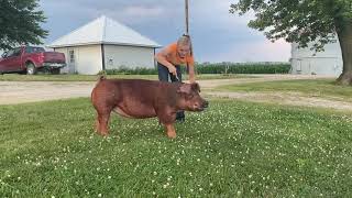 Rogers_Hannah_DurrocBreedingGilt_ 840 003 216 634 828 FFA5598