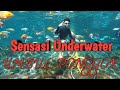 Sensasi Underwater Umbul Ponggok Klaten |Umbul Ponggok Terkini