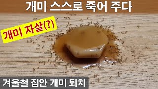 개미 퇴치 방법 겨울철 집안 개미 잡는 법 겨울 방안 개미 모아서 죽이기 집개미 약점 개미덫