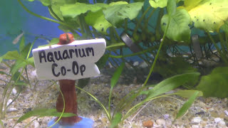 Aquarium Co-Op Fish Room - Fish Room Update Ep.62