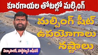 కూరగాయల తోటల్లో మల్చింగ్ ఉపయోగాలు | mulching uses