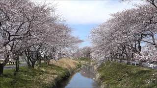 伊佐沼の桜｜埼玉県川越市｜Isanuma Cherry Blossoms｜Kawagoe City Saitama Prefecture Japan