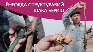 Ёнғоққа структуравий шакл бериш