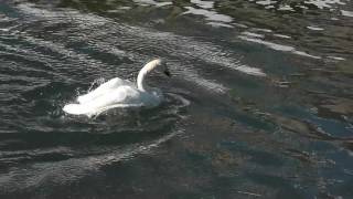 🔴白鳥の行水【秋田市太平川】貴重映像　２０１６年11月