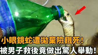 新生小蛇遭拋棄險餓死！男子不忍救下餵食，次日蛇王竟上門做出驚人舉動！#眼鏡蛇 #救助 #感動 #流淚  #落淚 #自然觀察日記