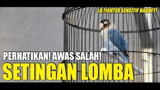 SETINGAN LOMBA LB SINGLE FIGHTER