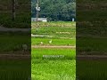 コウノトリさんペアで採食行動【朝来市和田山】oriental white stork shorts