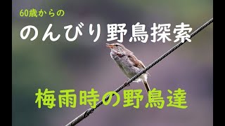 野鳥探索　第38回　【梅雨の合間に出会えた野鳥達】wildbird サンコウチョウ雌　キビタキ　オオルリなど