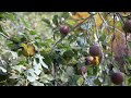 Preserving Heirloom Apples | Assignment: Maine