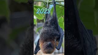 2023 bat and 5000 bce bat #shortsvideo