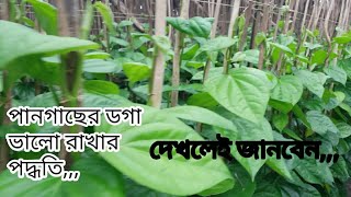 পানগাছের ডগা ভালো রাখার উপায় বা কৌশল |