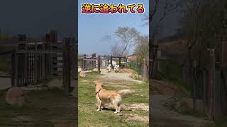 ドッグランで大型犬に追われたシェルティ