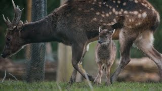 Rare 2-Week-Old Spotted Deer Born At Zoo Stays Close To Mom And Dad In Debut