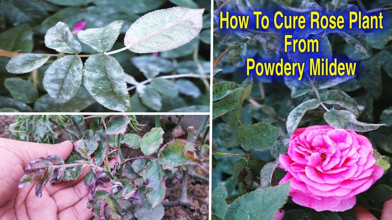 How To Save Rose Plants From Powdery Mildew Disease L Fungal Infection ...