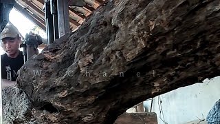 Horrifying Wood Inhabited by Evil Spirits || Sawmill