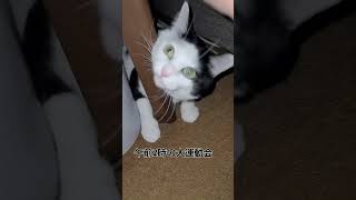 【びい♂の日常】午前2時の大運動会夜行性やめ #shorts #cat #ねこ #ねこまねき #ねこのいる生活 #ねこのいる暮らしは人を笑顔にする #ねこのきもち #夜行性 #頼むからな寝かして欲しい