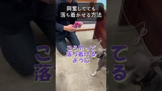 【犬種イタグレ】興奮してても落ち着かせる方法#shorts