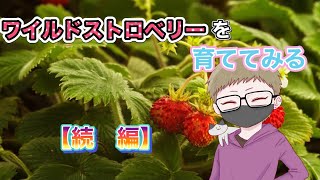 【まったり動画】心配でした。ワイルドストロベリーを育ててみる！〜続編〜