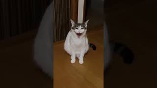 あくびで顔が変わりすぎる猫 #shorts