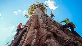 Pohon Terbesar di Dunia Lebih Besar dari yang Bisa Digambarkan dengan Kata-kata