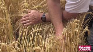 Andy in the fields: Winter barley