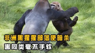 非洲黑猩猩部落使暗杀，血腥程度堪比人类战争，杀害同类毫不手软