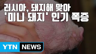 [자막뉴스] 돼지해 맞아 '미니 돼지' 인기 폭발한 러시아 상황 / YTN