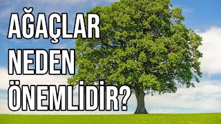 Ağaçlar Neden Önemlidir? Ağaçların Önemi ve Faydaları