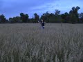 frolicing through the fields