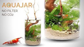 Building a Planted Aquajar (no filter, no CO2, Walstad style aquarium)