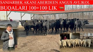 SANJARBEK AKANI ABERDEEN ANGUS AVLIKO’L BUQALARI 100+100 LIK 🐂🐂🐂