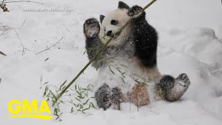 Giant pandas ready for debut at National Zoo