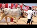 bvk bulls race snews ongole gittalu 2024