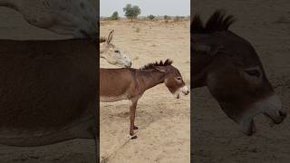 donkeys #animals #ghadha