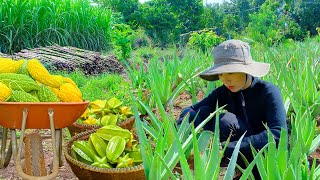 Harvest Starfruit, Golden Bitter Melon, Sugarcane, Aloe Vera To Sell At The Market, Cooking, Garden