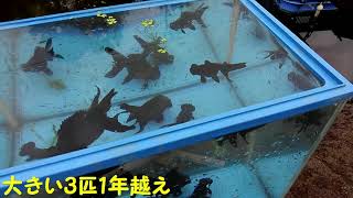 出目金エリア　他の生き物を・・・