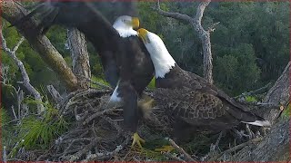 10-02-21 NEFL Bald eagles; big arguments over sticks, Gabby and Samson.