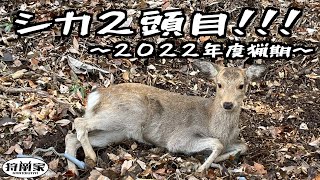 【狩猟】シカ２頭目獲れた！〜2022年度猟期〜