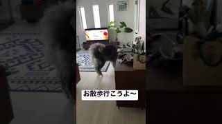 父ちゃんをお散歩に誘う秋田犬 六郎#shorts