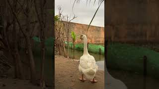 Looks at this video if you love smart goose// មេបា ក្បាលតោពណ៍ស