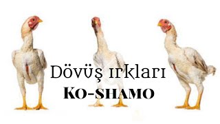 ko-shamoları anlattım                                  #shamo #asel #hint #shamo #bantam #chicken