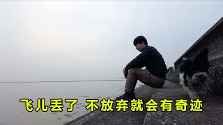 房车自驾途中，领养的小狗被我弄丢了，找了一晚不甘心白天继续找