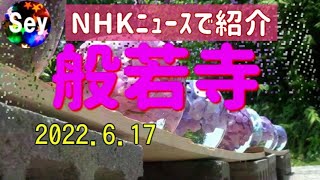 【奈良花スポット】珍しい!!コスモスとあじさいが同時に咲いている般若寺#コスモスの寺般若寺#紫陽花とコスモスが同時に咲く