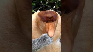 Forget Pinocchio! This Monkey Has the Weirdest Nose Ever 👃#viral #shorts