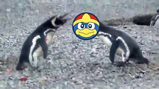 Homewrecking Penguin: Smash Edition