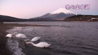 山中湖からの富士山と白鳥